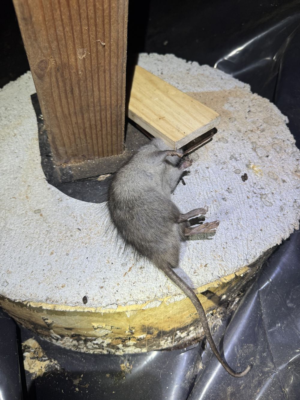 Roof rat caught in snap trap placed on crawlspace pier runway — professional rat trapping Portland OR
