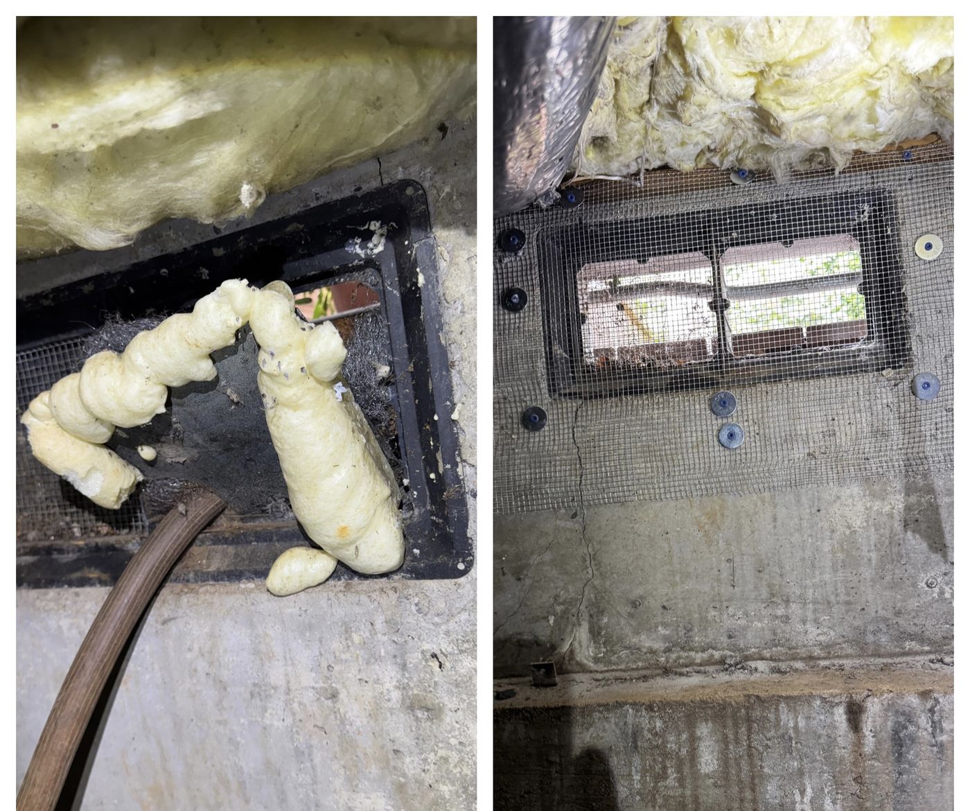 Rodent exclusion before and after — failed spray foam patch on foundation vent replaced with fastened exclusion mesh, Portland OR