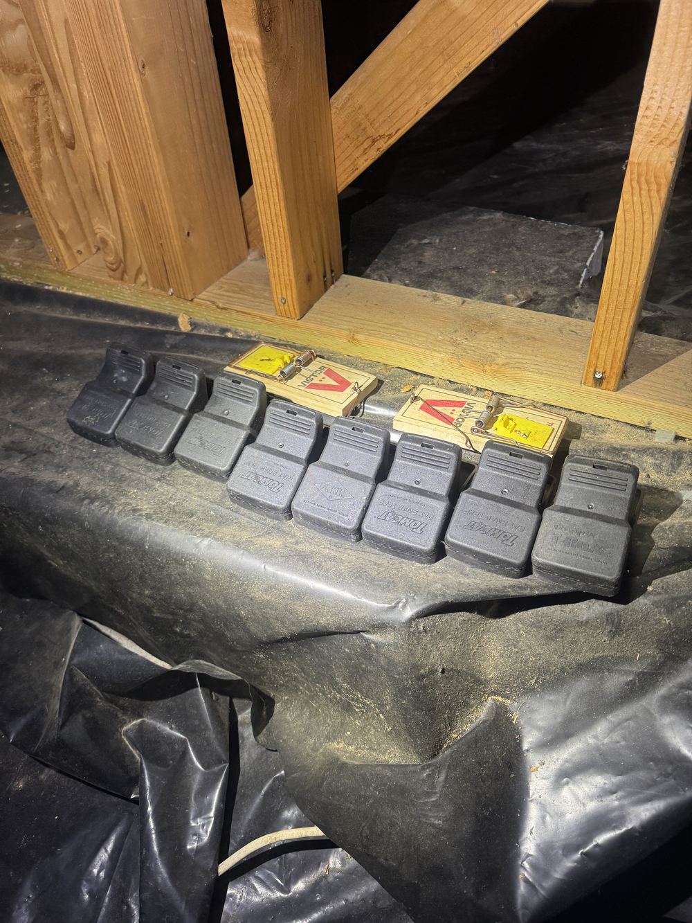 Professional rat snap traps staged for placement in a Portland attic